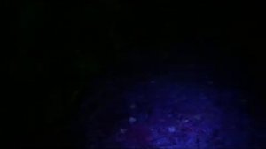 Поиск грибов в лесу ночью