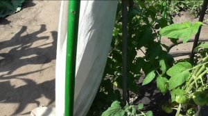 Прищипка верхушек помидоров