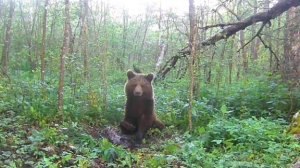 ЛЕСНОЙ ГИГАНТ: ФОТОЛОВУШКА ЗАПЕЧАТЛЕЛА МЕДВЕДЯ ВБЛИЗИ!