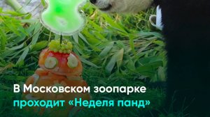 В Московском зоопарке проходит «Неделя панд»