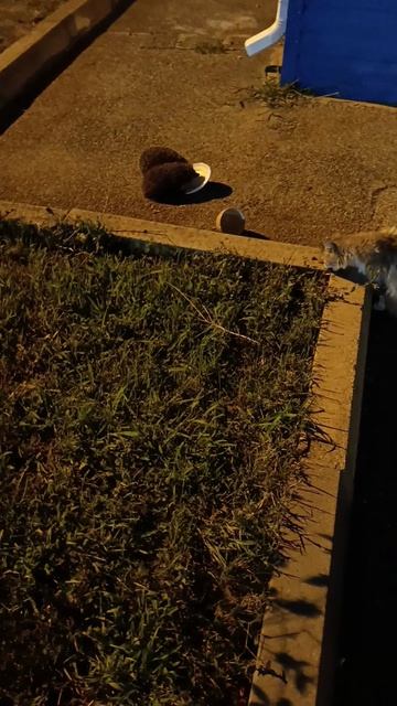 Ночные бродяги смотреть онлайн