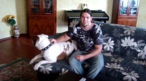 Американский бульдог. Отзыв владельца.