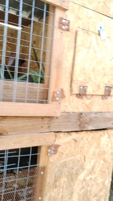 Новая клетка для кроликов смотреть онлайн