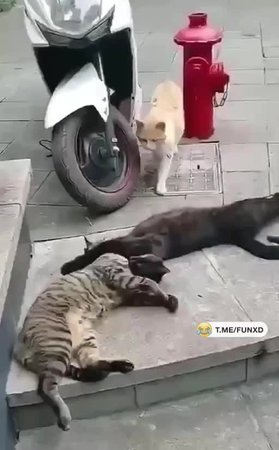 Внезапно пришла жена😁
