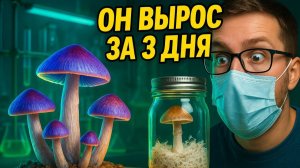 Гроубокс для грибов GreenHouse 2.0 | Автоматический парник для выращивания грибов