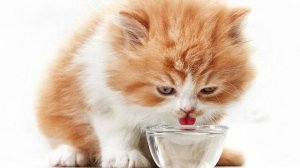 В  гостях у сказки:  «Котёнок, который забыл, как просить есть».