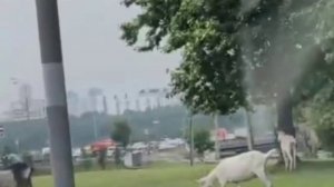 🐐Пасущихся на лужайке коз обнаружили — нет, не в Бутово, а в Митино🐐