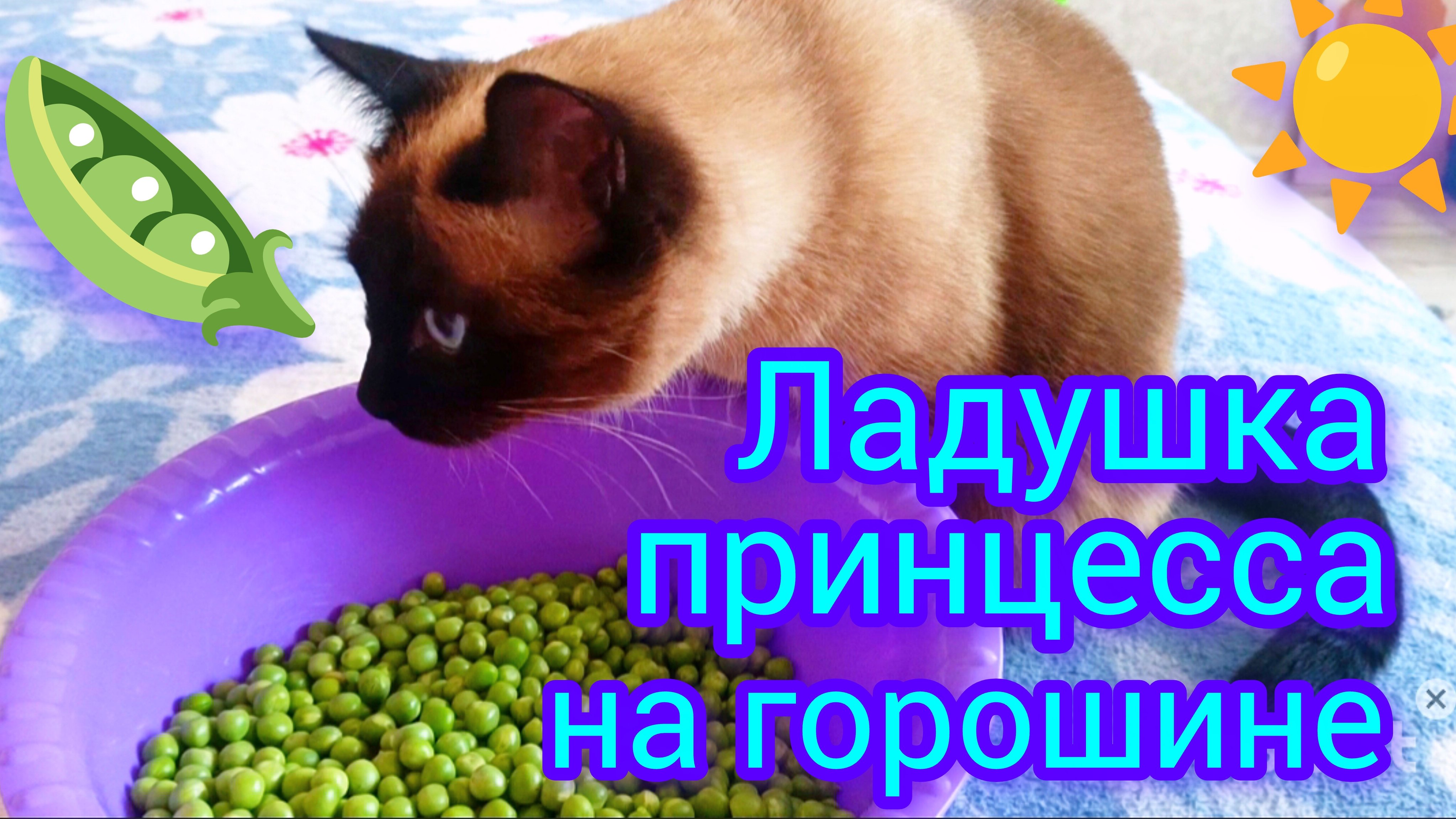 Смешная🐱кошка😂Ладушка🫛и🫛горох #смешныекоты #котики #cat's #кошка Ладушка