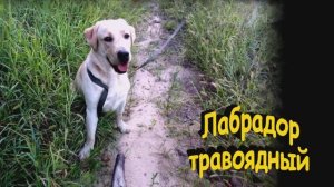 ЛАБРАДОР травоядный. Передержка