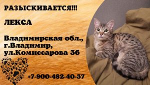 Пропала кошка! ЛЕКСА. Владимирская обл., г.Владимир.
