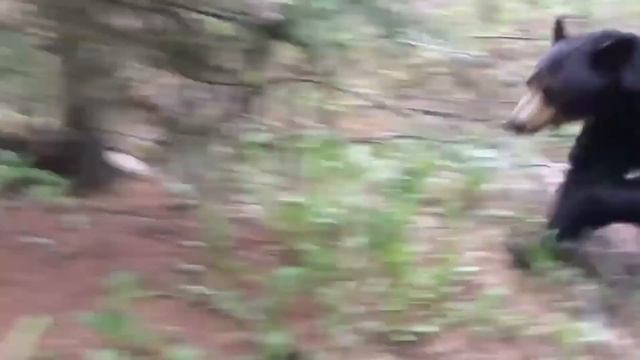 Случаи, Когда Животные Показали, Что с Ними Лучше Не Связываться смотреть онлайн