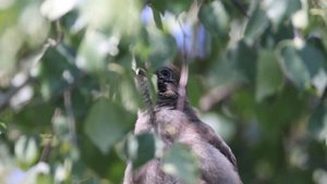 Сойка  - "бормотушка". Ступинский район Жилёво, дача 27 июля 2025