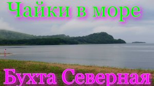 Чайки в море, Бухта Северная.
