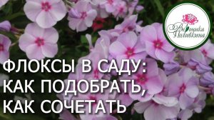 ФЛОКСЫ ДЛЯ САДА: КАК ПОДОБРАТЬ И КАК СОЧЕТАТЬ МЕЖДУ СОБОЙ