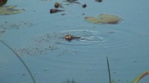 Зелёные лягушки 2 Лягушата в лужах