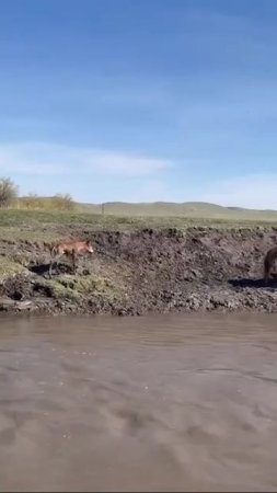 Не все герои носят костюмы (спасение жеребенка).