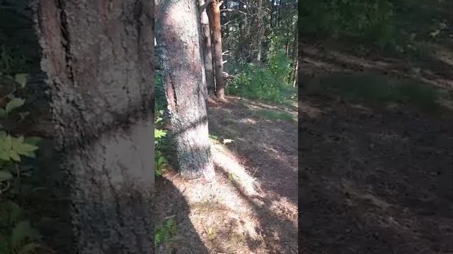 выживание