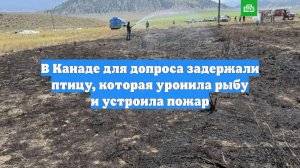 В Канаде для допроса задержали птицу, которая уронила рыбу и устроила пожар