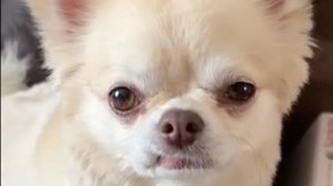 Смешные цитаты и шутки от Кокос не просто пес