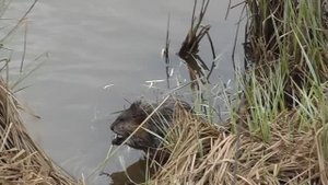 Ондатра кушает (как выглядит, чем питается)