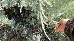 Как сократить можжевельник  с естественной формой