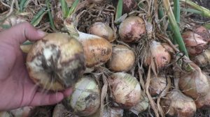 Всё сделал правильно — а лук вырос неровно! Что не так с грядкой!!!