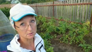 Видео привет с 6 соток 1 августа 2025 года.