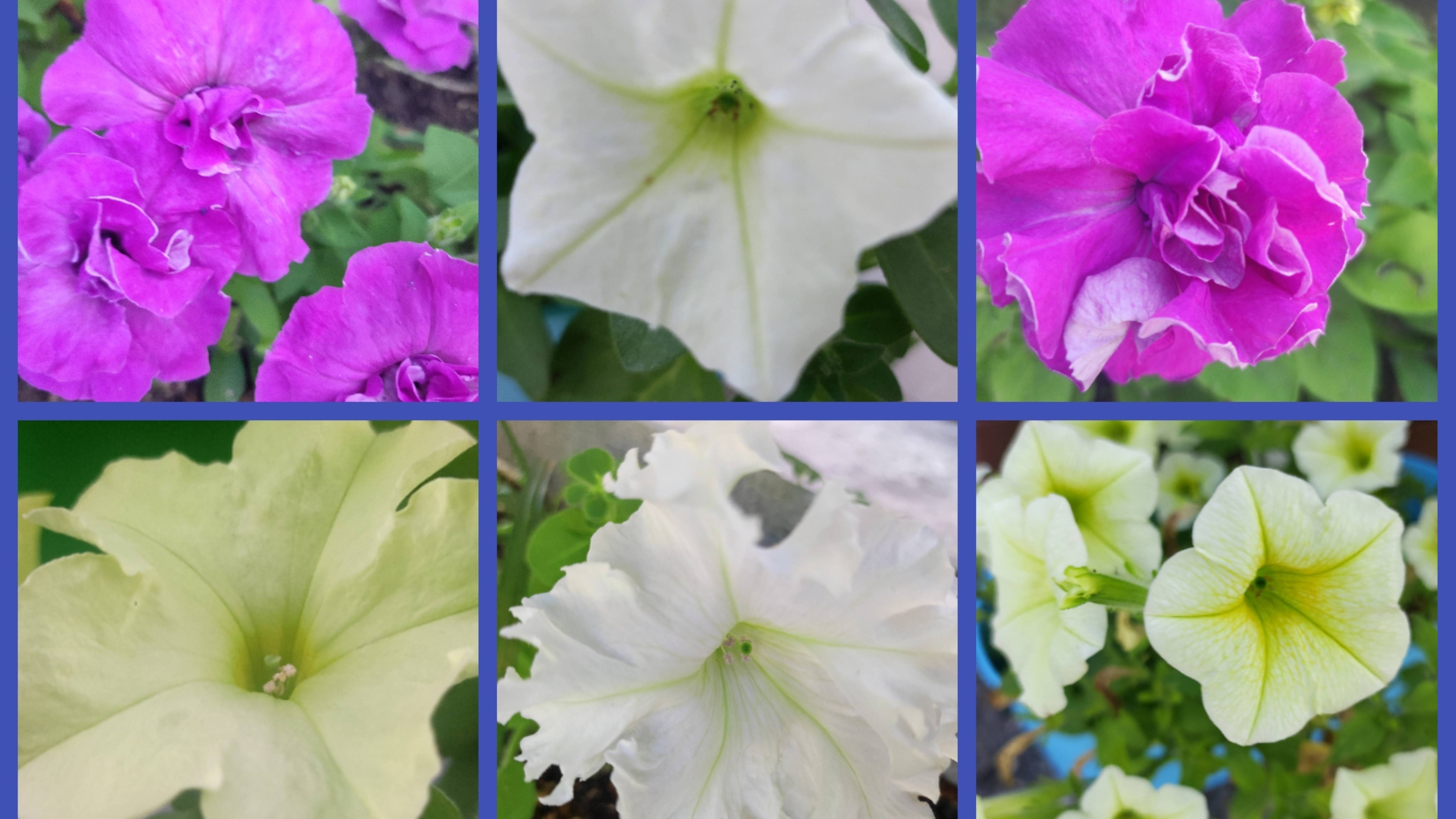 Петунии 2025 смотреть онлайн