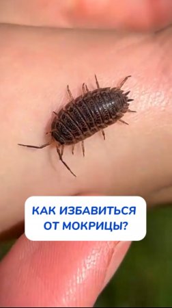 Как избавиться от мокриц в доме — Шок!Артикул на WB #234577722💫Ozon #1664064287