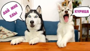 Щенок хаски впервые пробует овощи