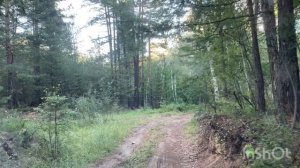 В глушь лесную по грибы