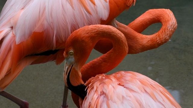 Розовые фламинго в естественной среде | Красивое видео под музыку смотреть онлайн