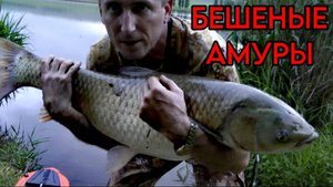 Ночь БЕШЕНЫХ АМУРОВ. Клюют только на ЭТО. #белыйамур #сазан #карп #карась #рыбалка #карпфишинг