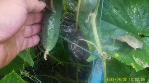 ВСЕ СЕКРЕТЫ ПО ВЫРАЩИВАНИЮ ОГУРЦОВ в АВГУСТЕ,