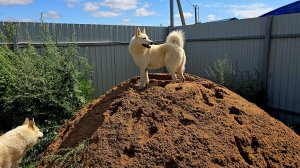 Песок для лаек