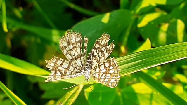 Пяденица решётчатая, или пяденица клеверная (Chiasmia clathrata)