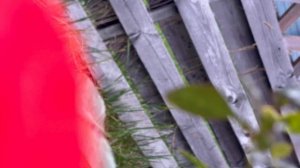 Плетистая Роза Салита, производителя Кордес, выведена в 1987г