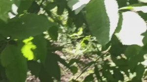 в поисках грибов и контента!