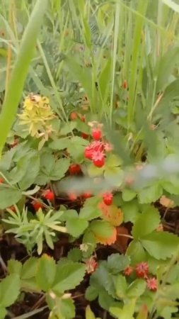 Лето🍓🍓