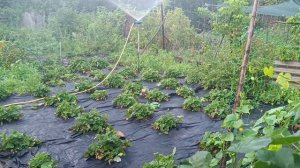 Меховушка на прогулке. Пирог. Я это сделала. Жизнь в ДНР.