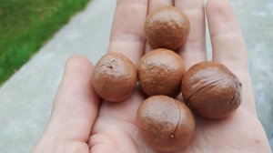 Можно ли расколоть орех макадамия струбциной?