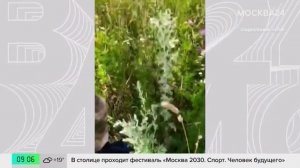 В Москве на две недели раньше времени зацвела полынь - Москва 24