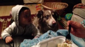 СОБАКА БЫСТРЕЕ НАУЧИЛАСЬ ПРОИЗНОСИТЬ СЛОВО "МАМА" ЧЕМ РЕБЁНОК)))) СМОТРЕТЬ ВИДЕО ПРИКОЛЫ 2025