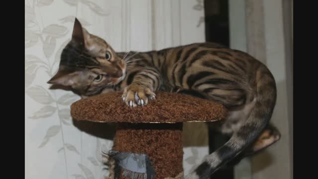 Кот породы Бенгал.mp4 смотреть онлайн