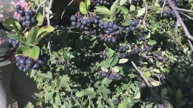 Арония рябина черноплодная Заготовка на зиму смотреть онлайн