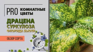 Драцена суркулоза Флорида Бьюти. Обзор сорта. Яркое, необычное и светящееся комнатное растение.
