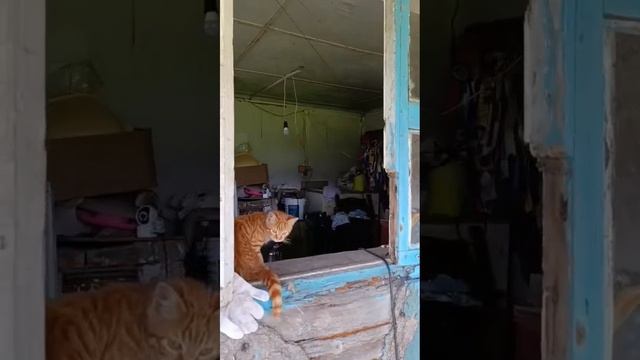 Славянка