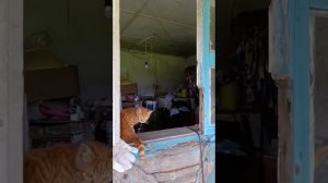 Славянка