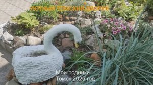 Любимый цветник Июль 2025