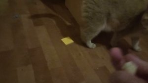 небольшие особенности моей кошки и небольшая информация про породу британская золотая шиншилла.